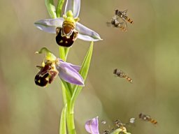 2_DSC_8975-Ophrys_apifera-min